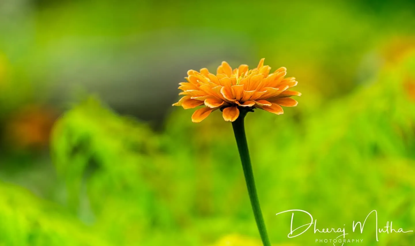 Marigold