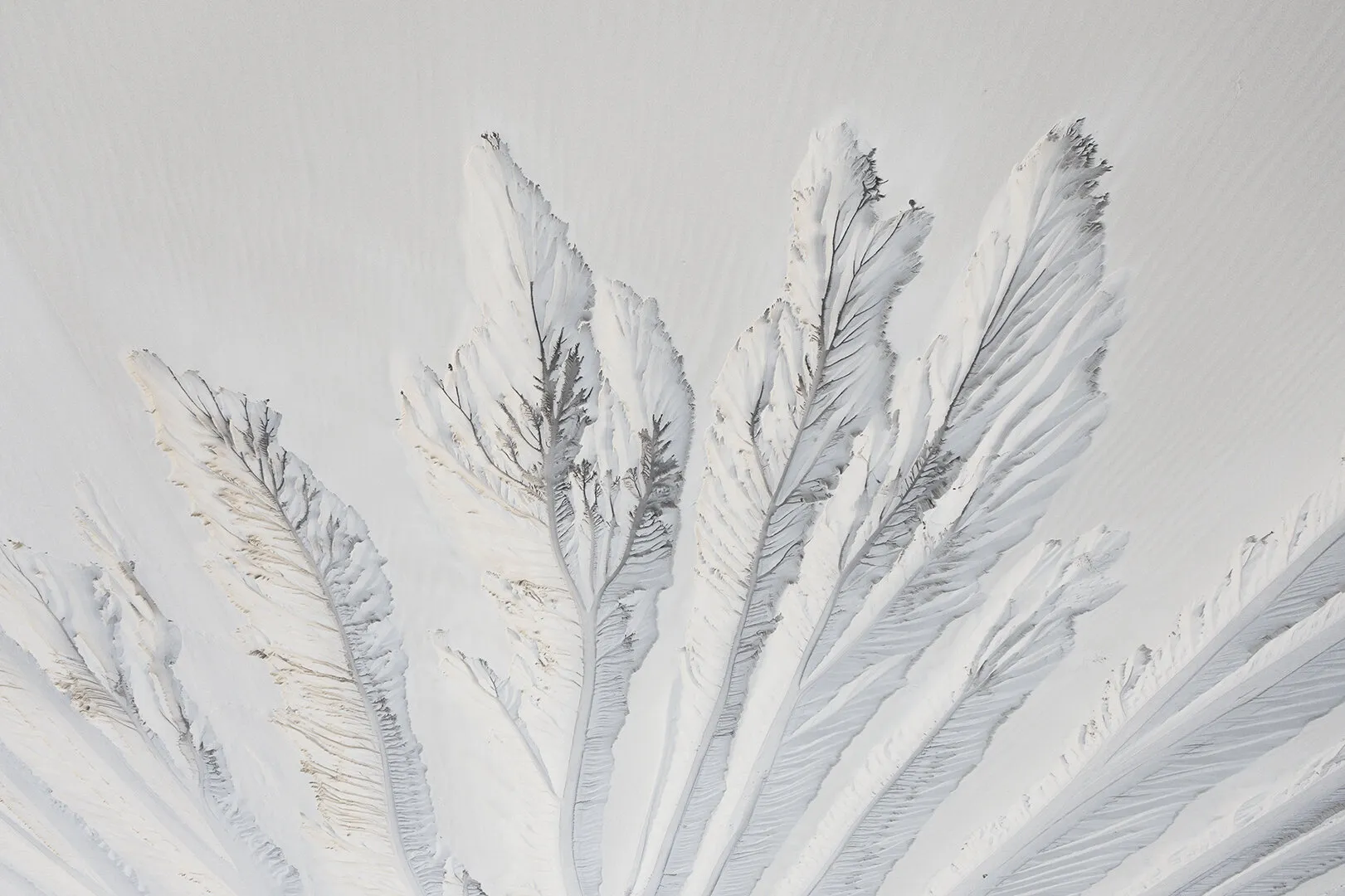 Sandy tree leaves