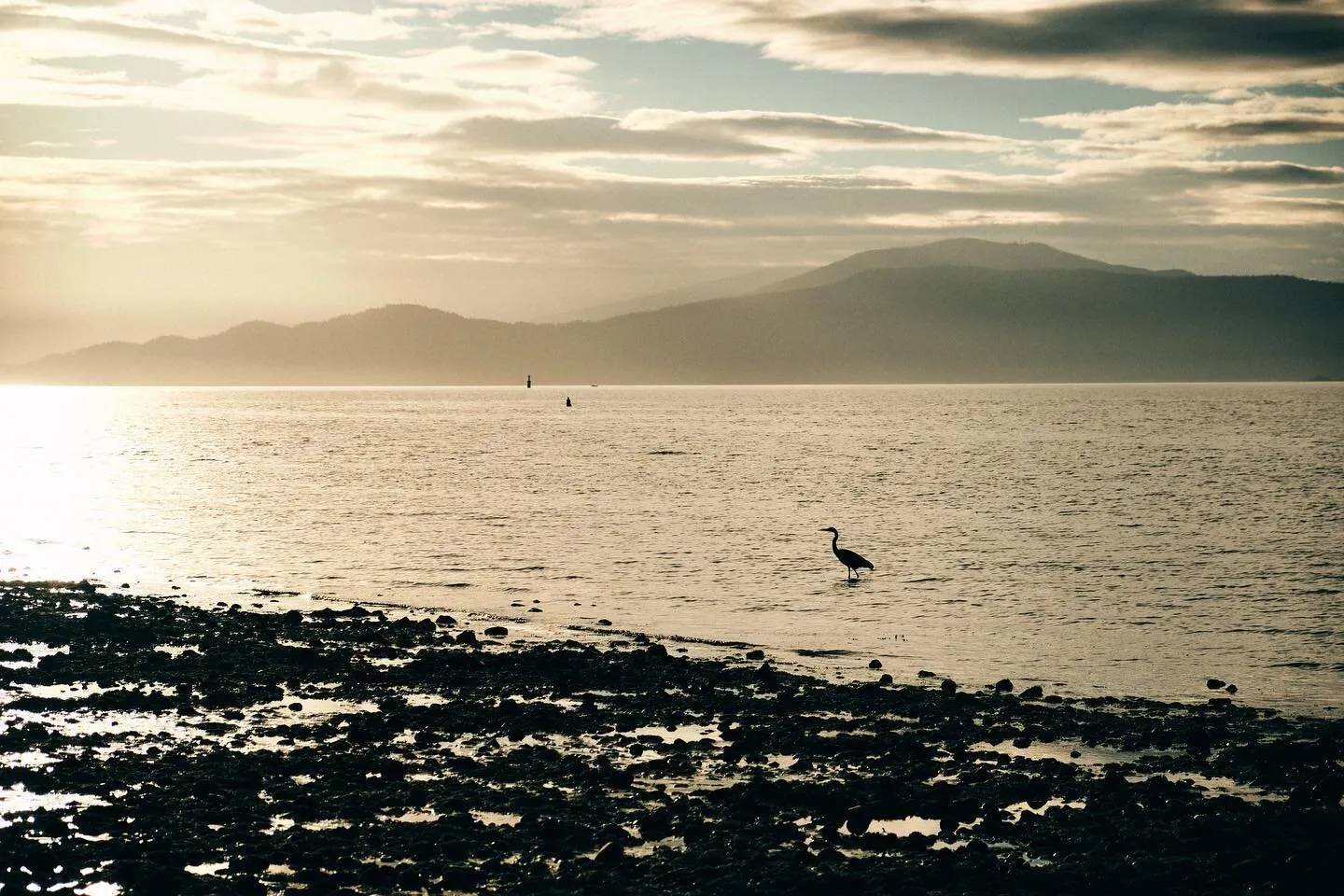 The heron