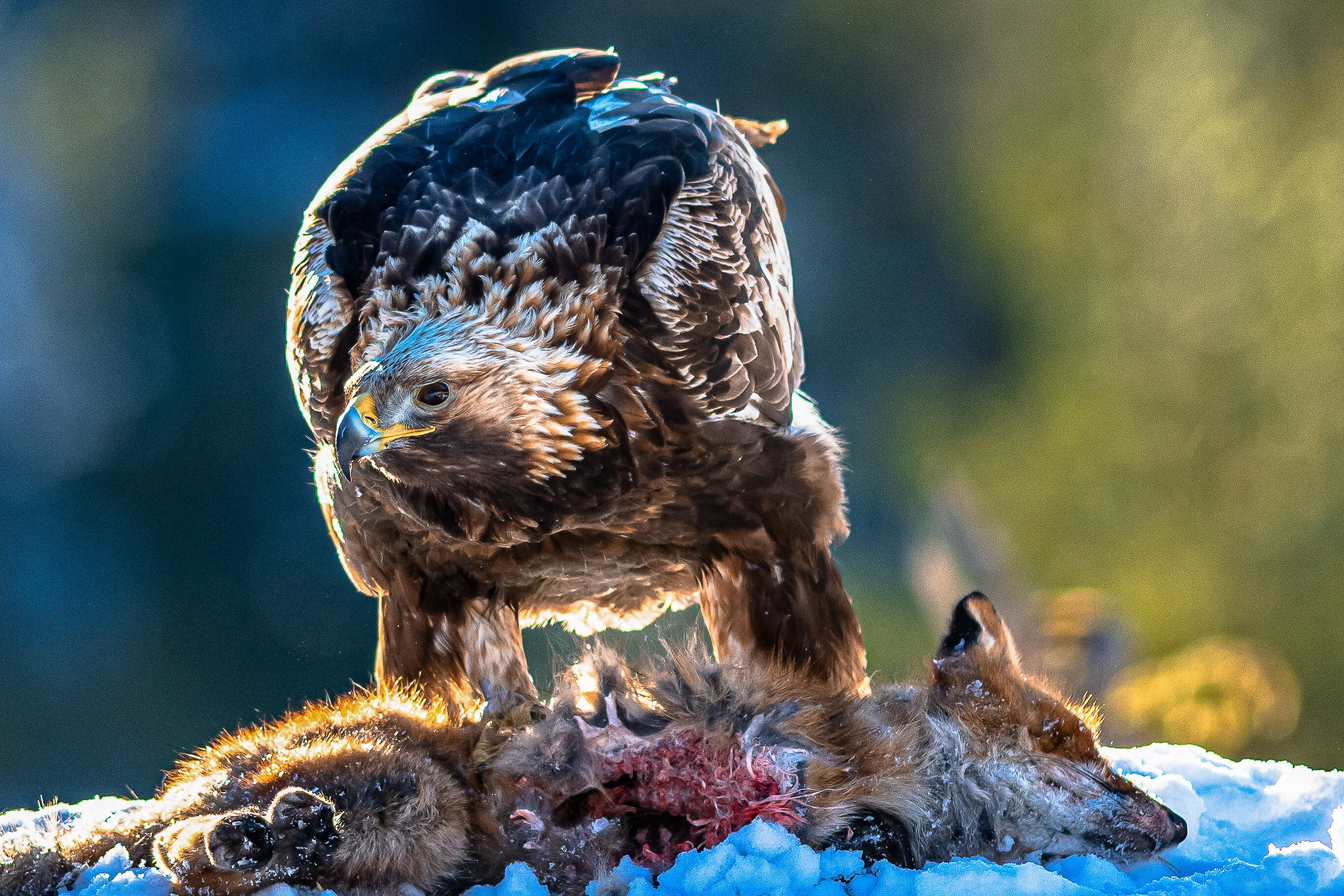 Golde Eagle with fox