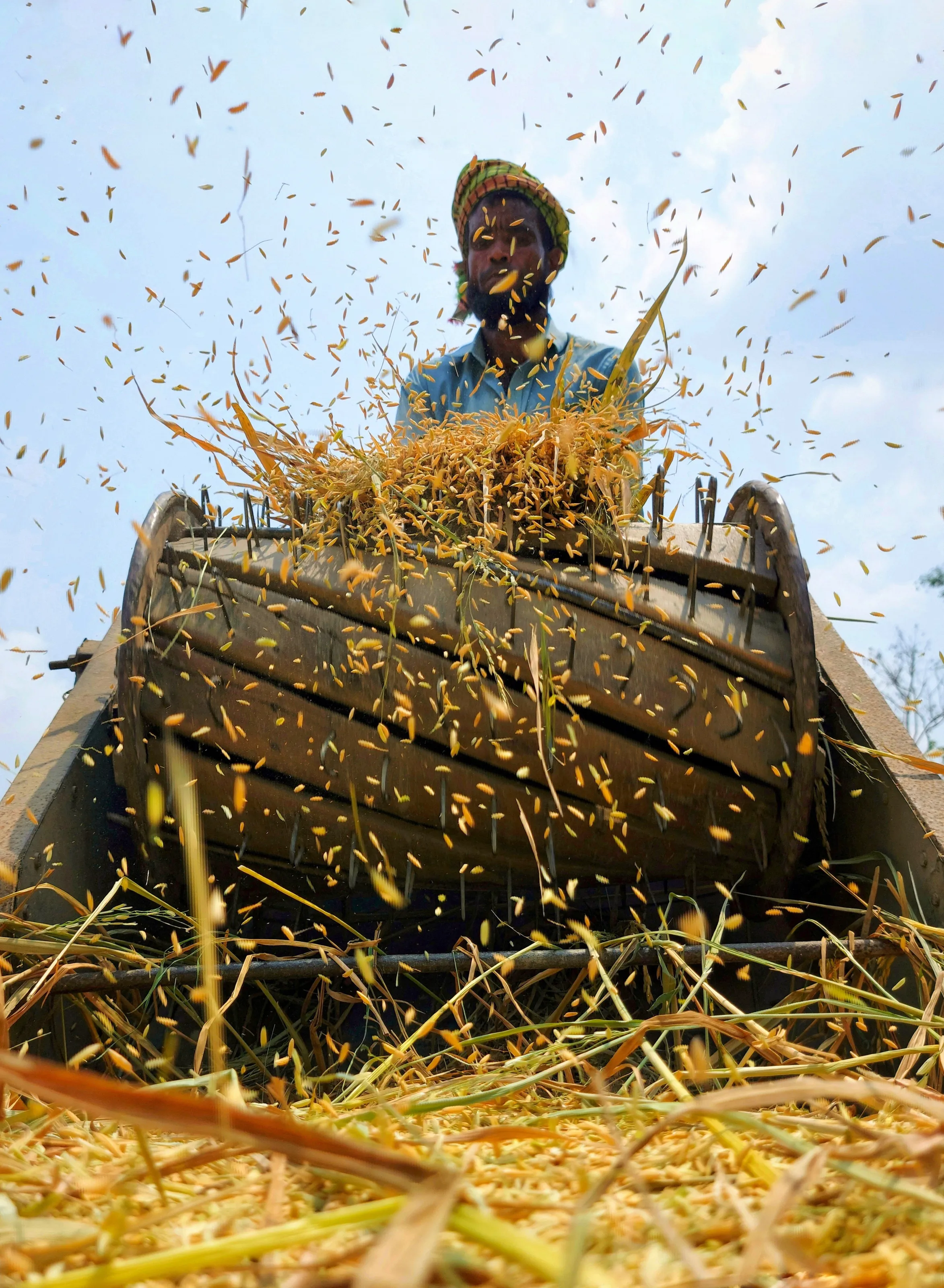 Paddy threshing #