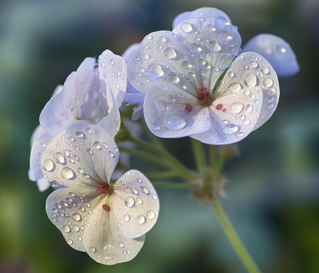 Entry 9904468
