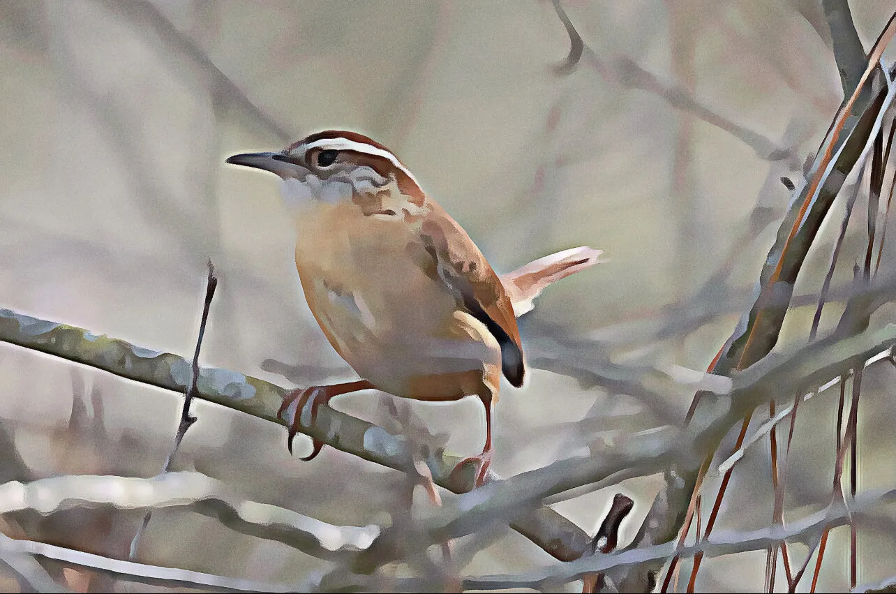 Watchful Wren