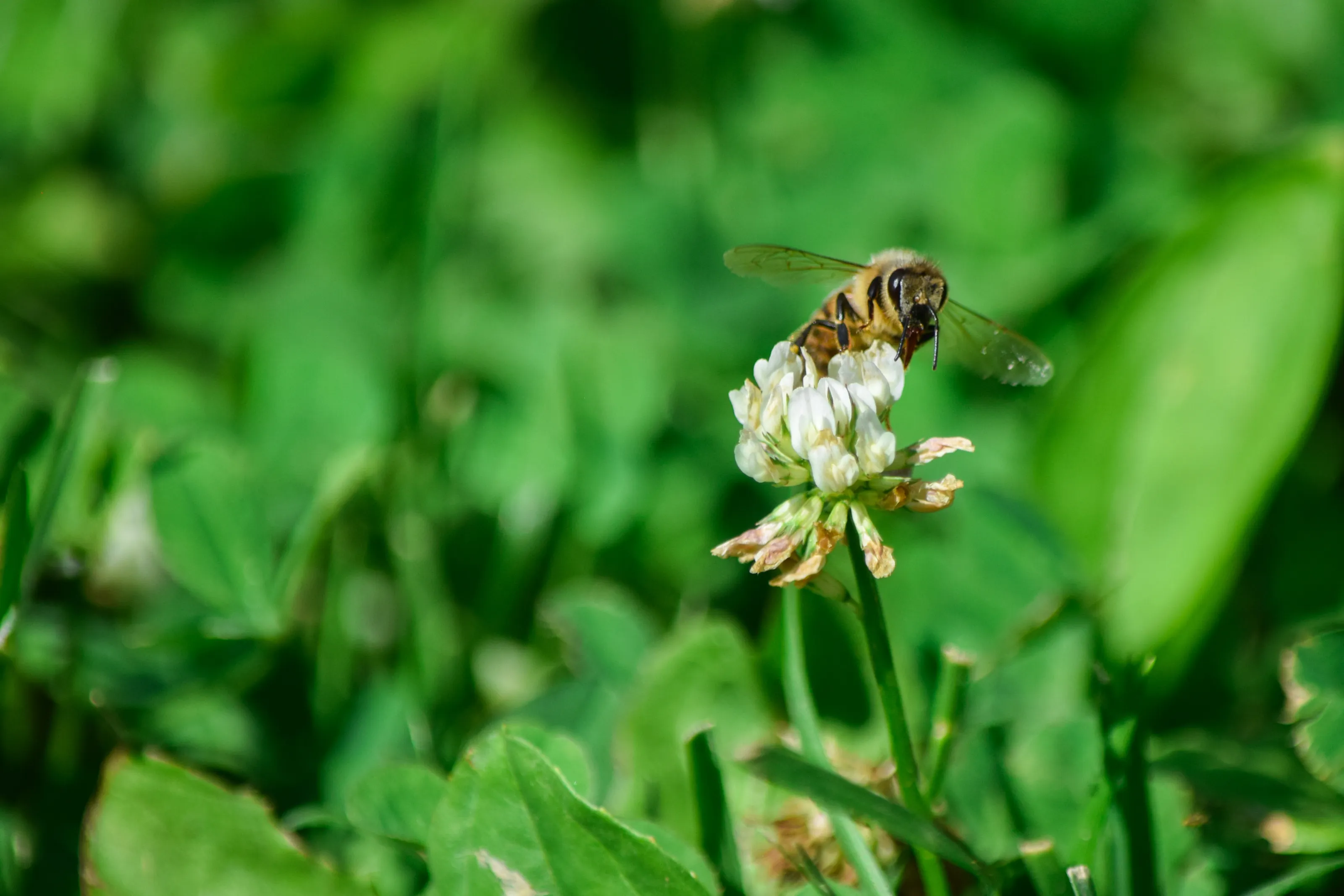 Pollinating Bumble Bee