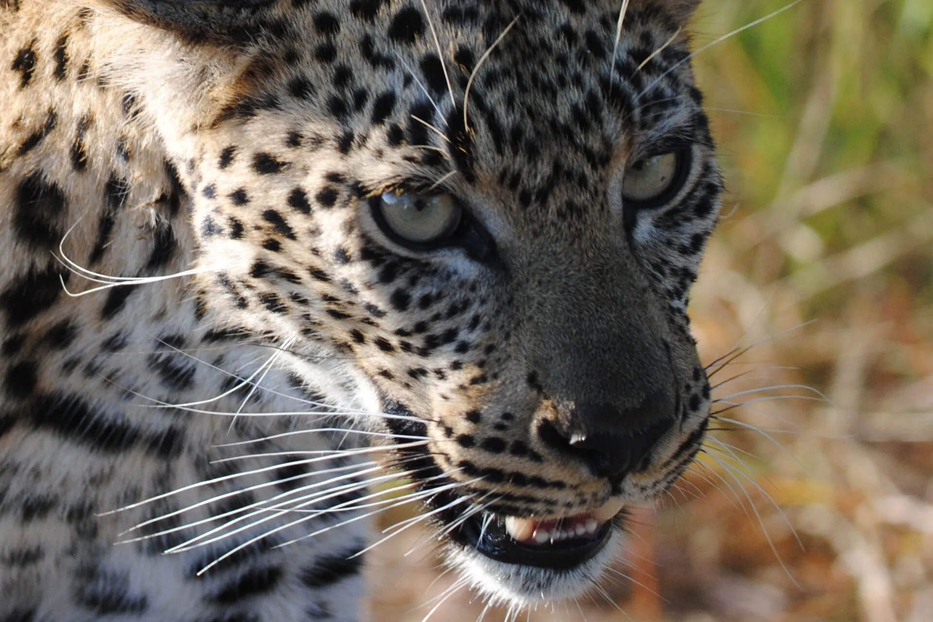 young leopard