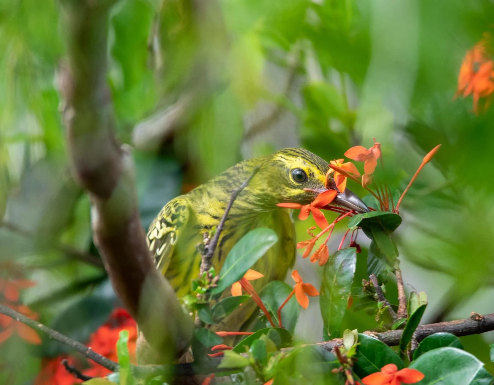 Yellow Oriole