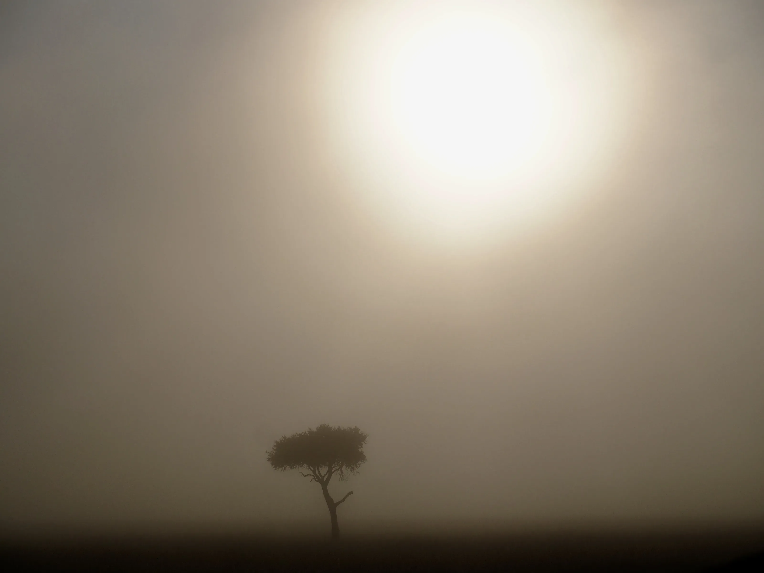 Masai Mara, Kenya