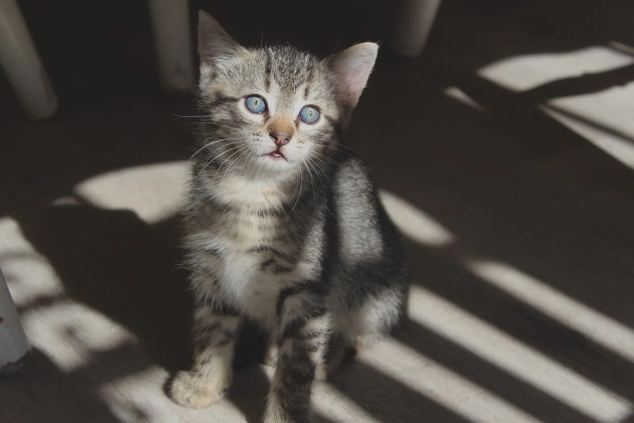 Cat eyes