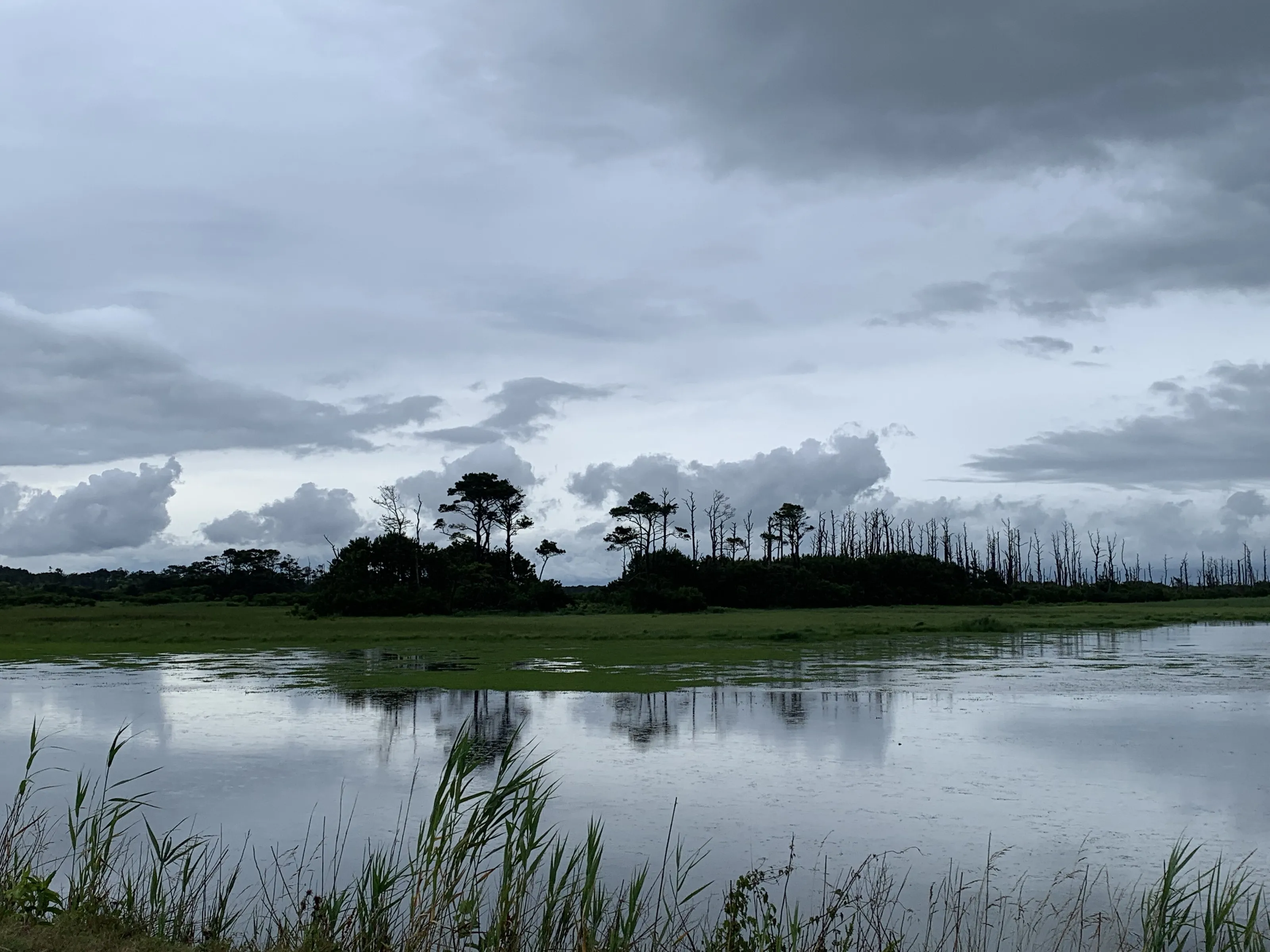Summertime along the marsh