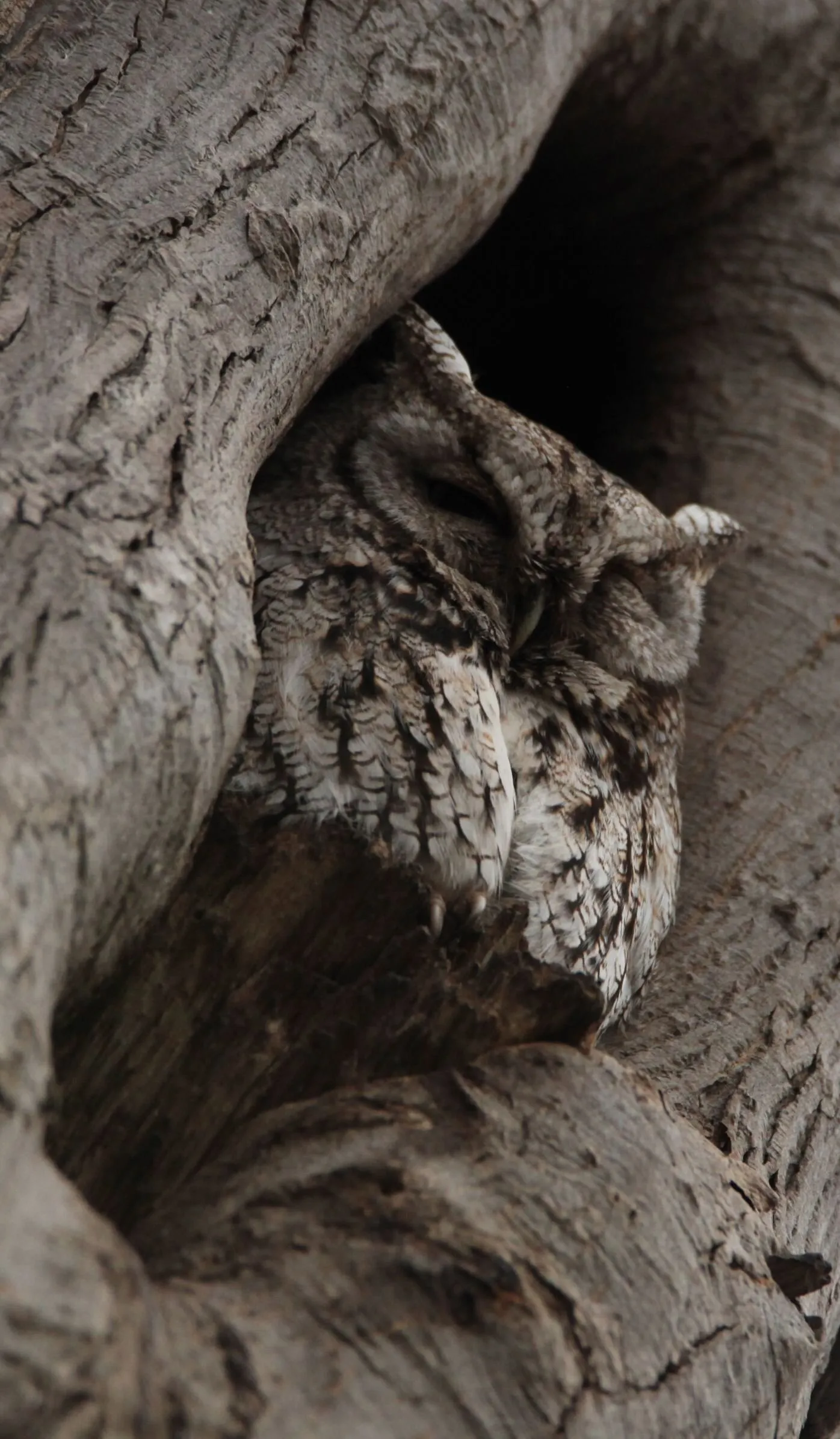 Sleepy Owl