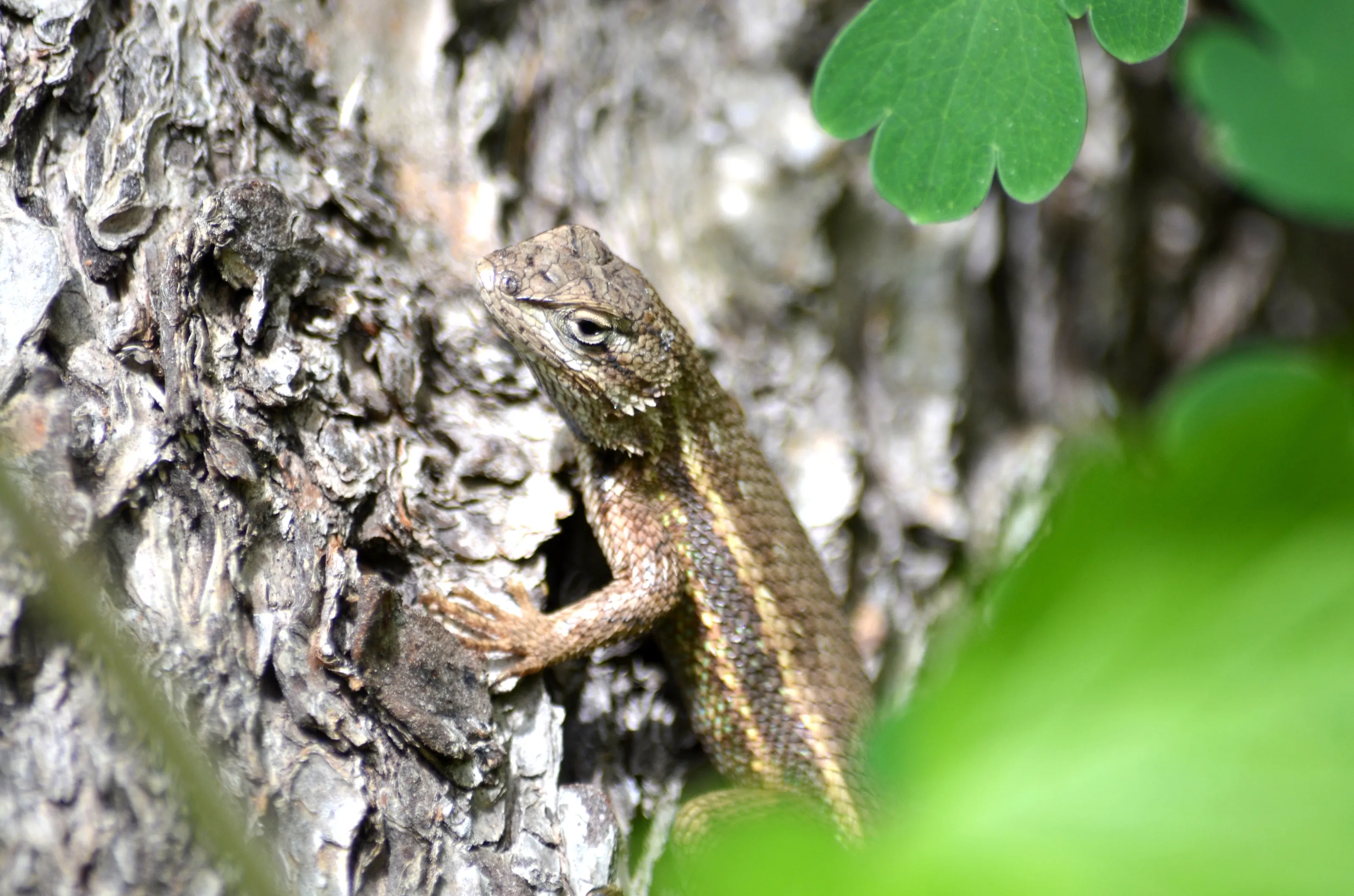 lizard on tree