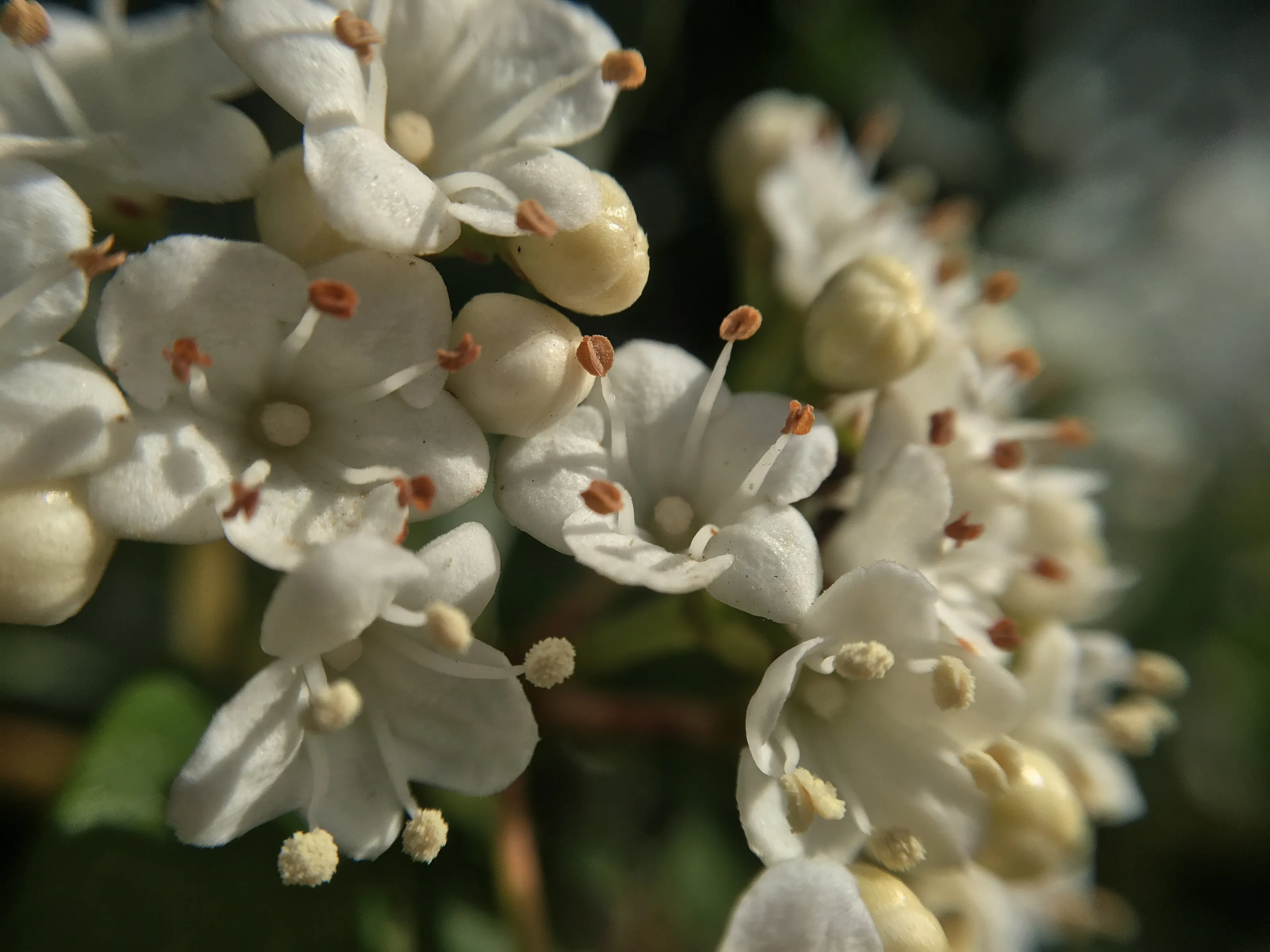 Spring blossoms