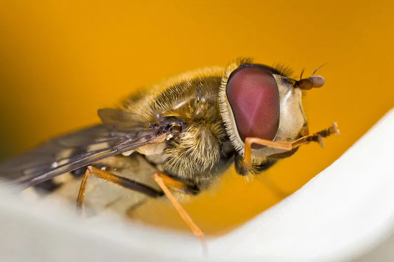 Hoverfly on daffodil