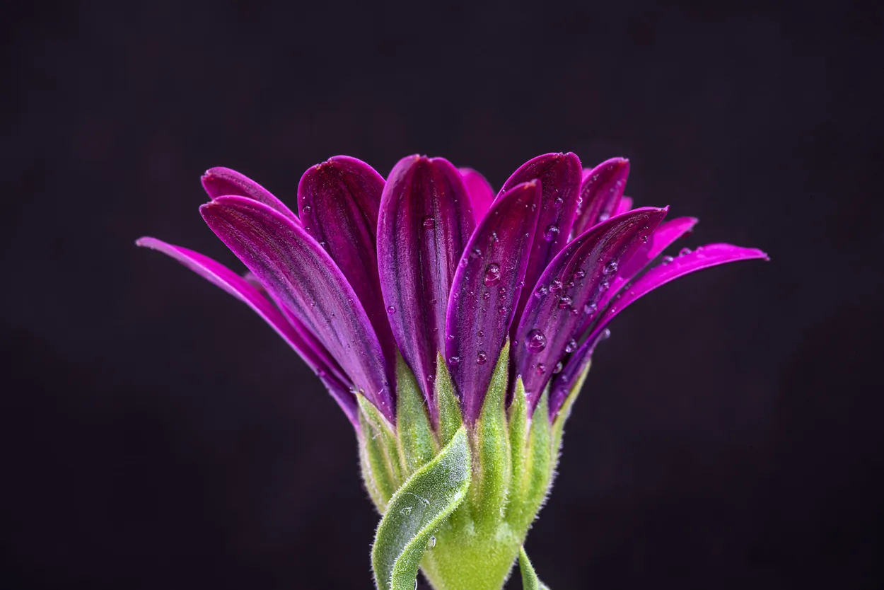 A Rain Daisy... with rain!