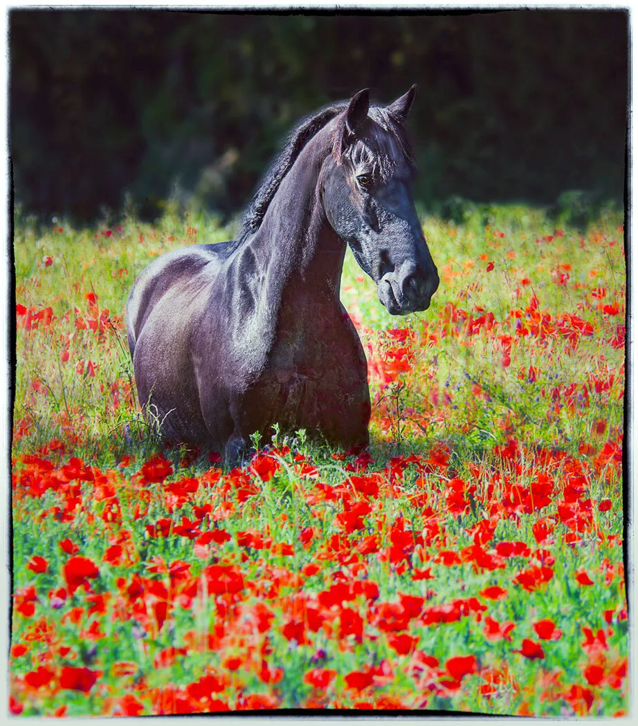War Horse