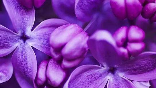 Lilac. Flowers