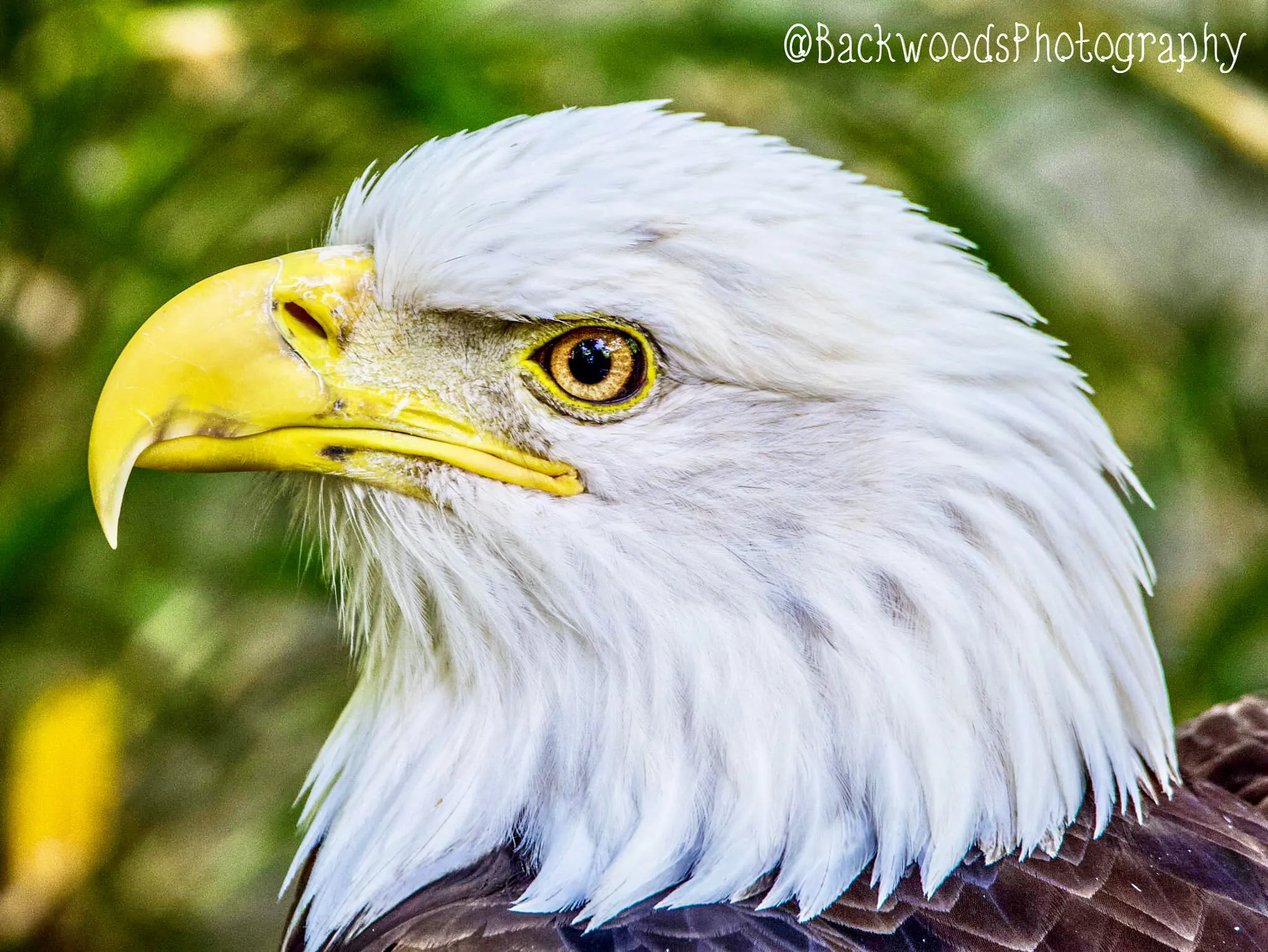 Bald Eagle