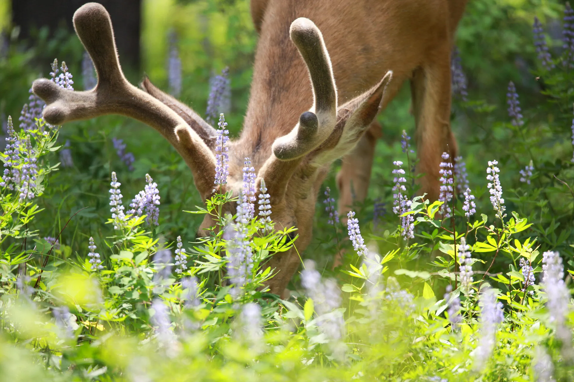 Mule Deer