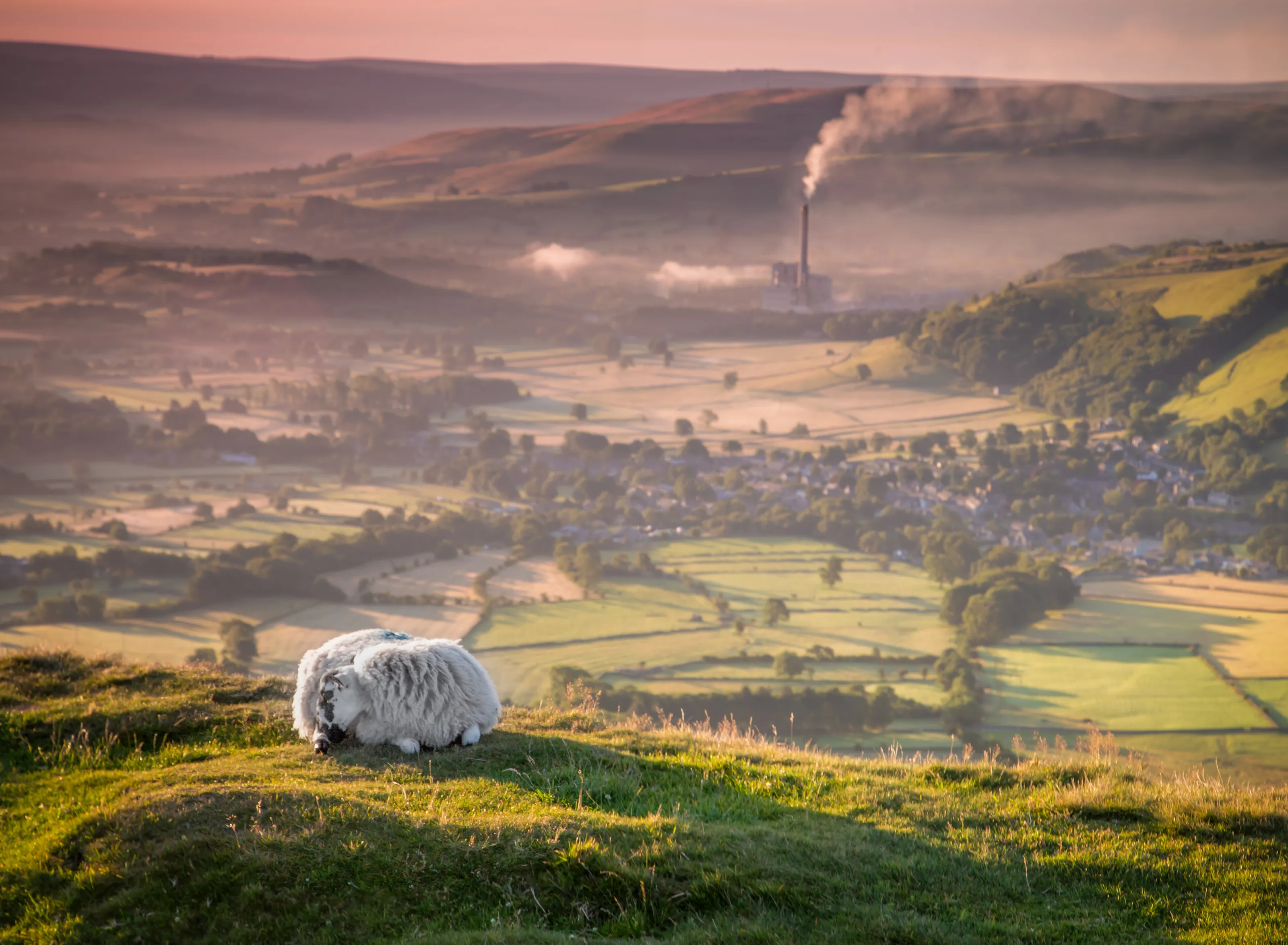 Sheep and Cement Works