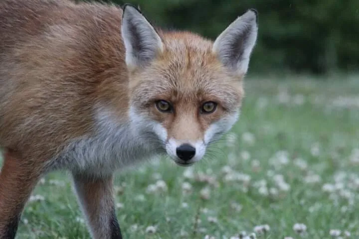 Red fox