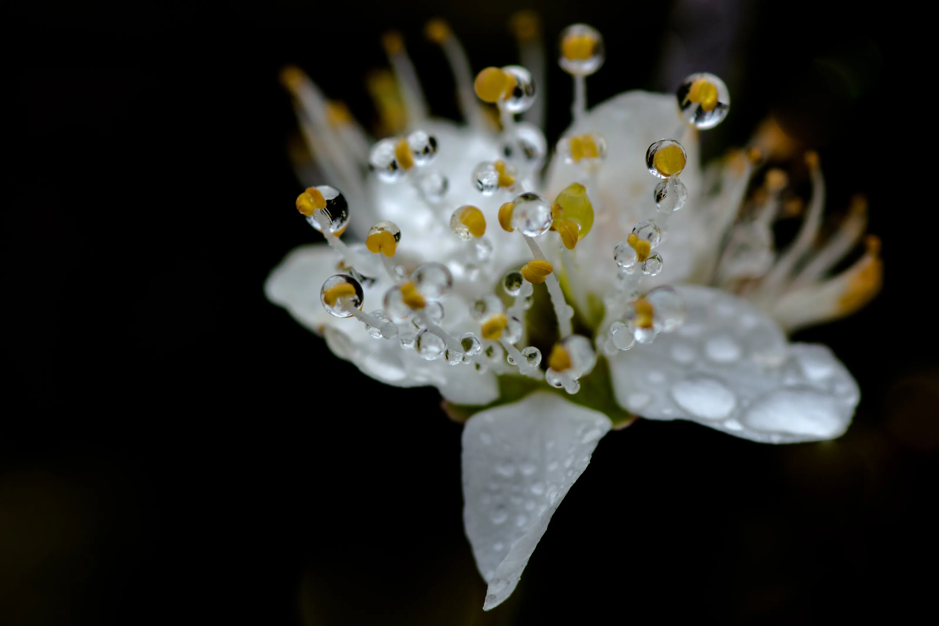Blossom and Baubles