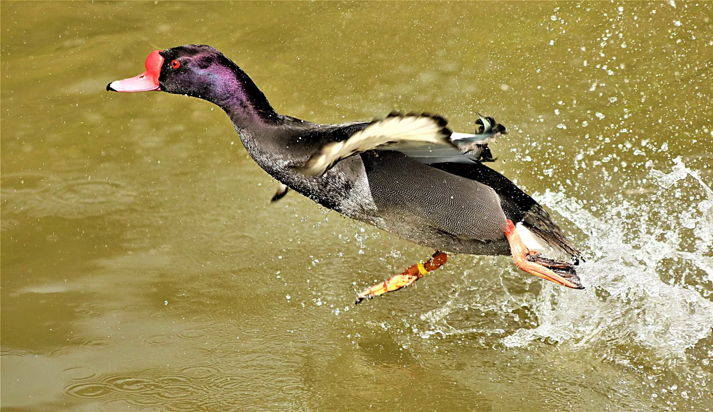 Rosy billed pochard in flight