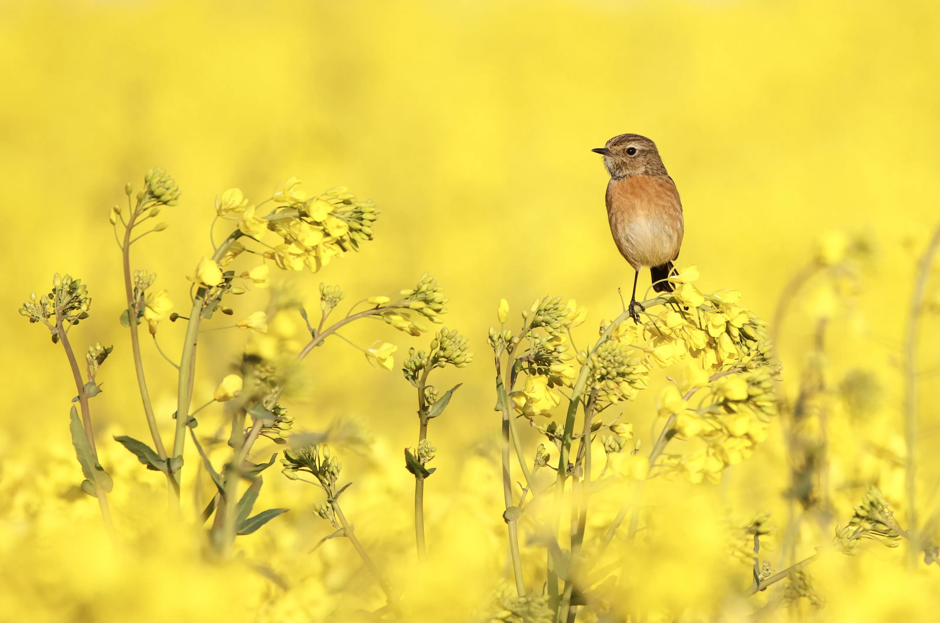 Yellow Fields
