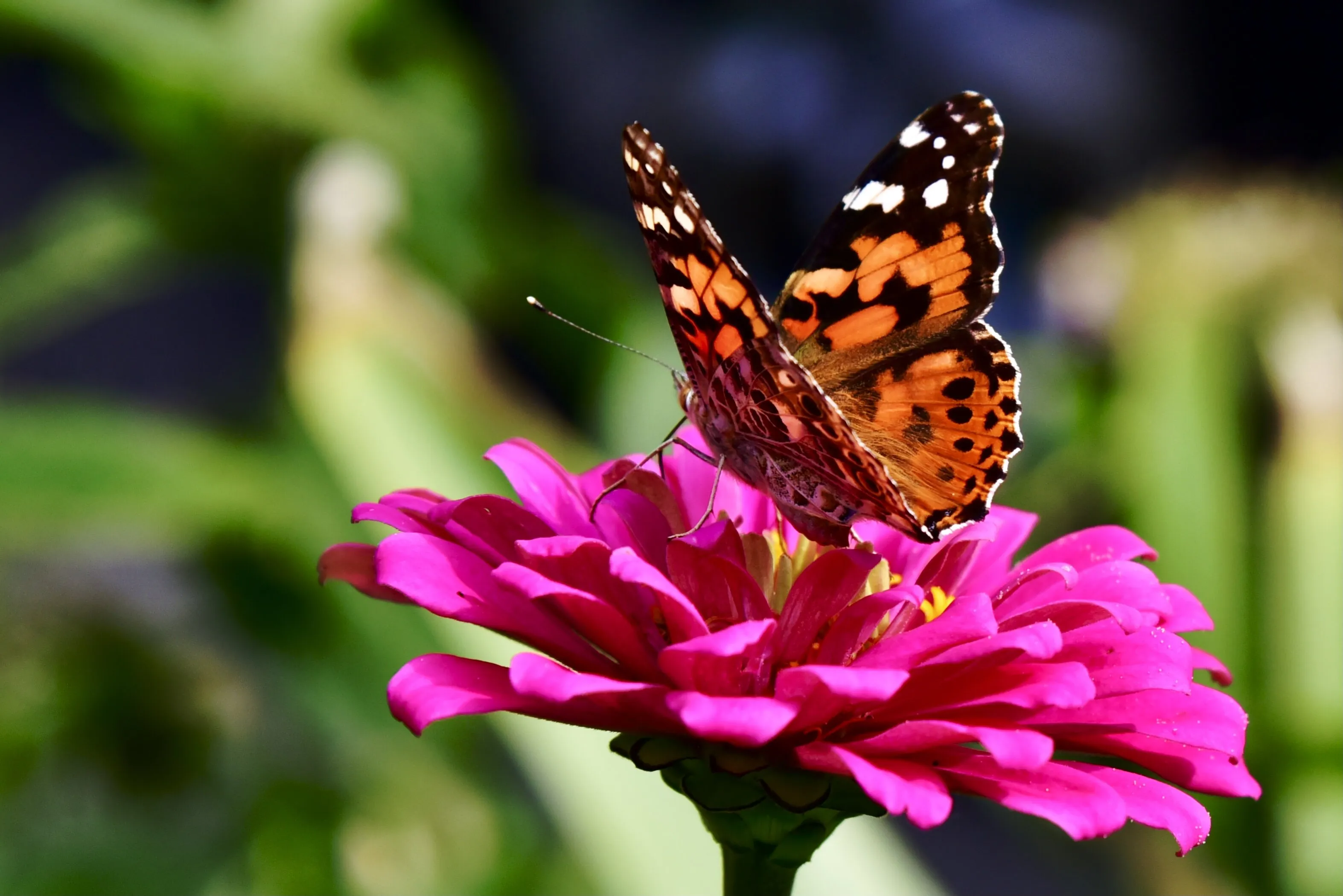Orange butterfly on a pink Zinnia flower.
