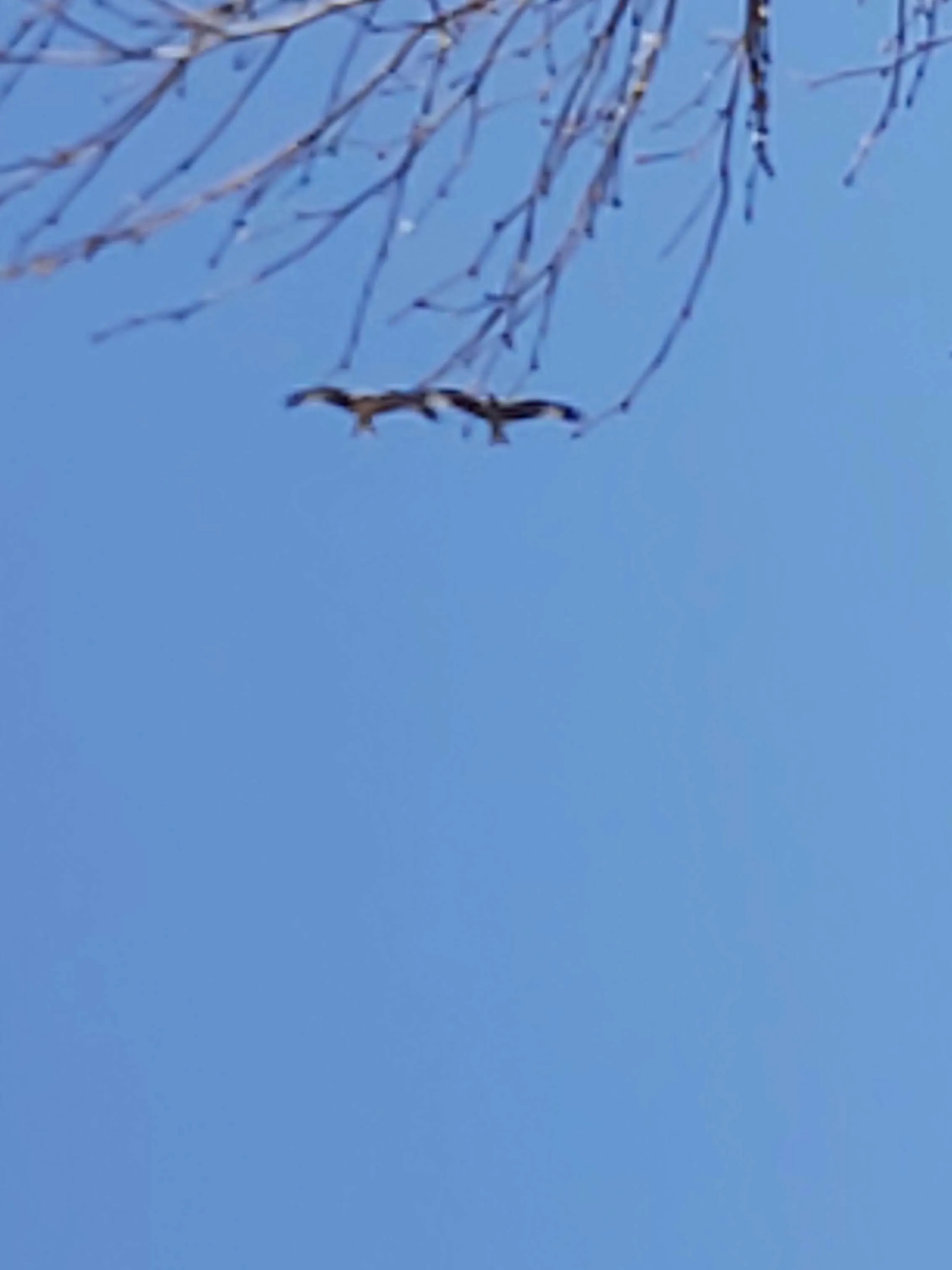 Twin Kites
