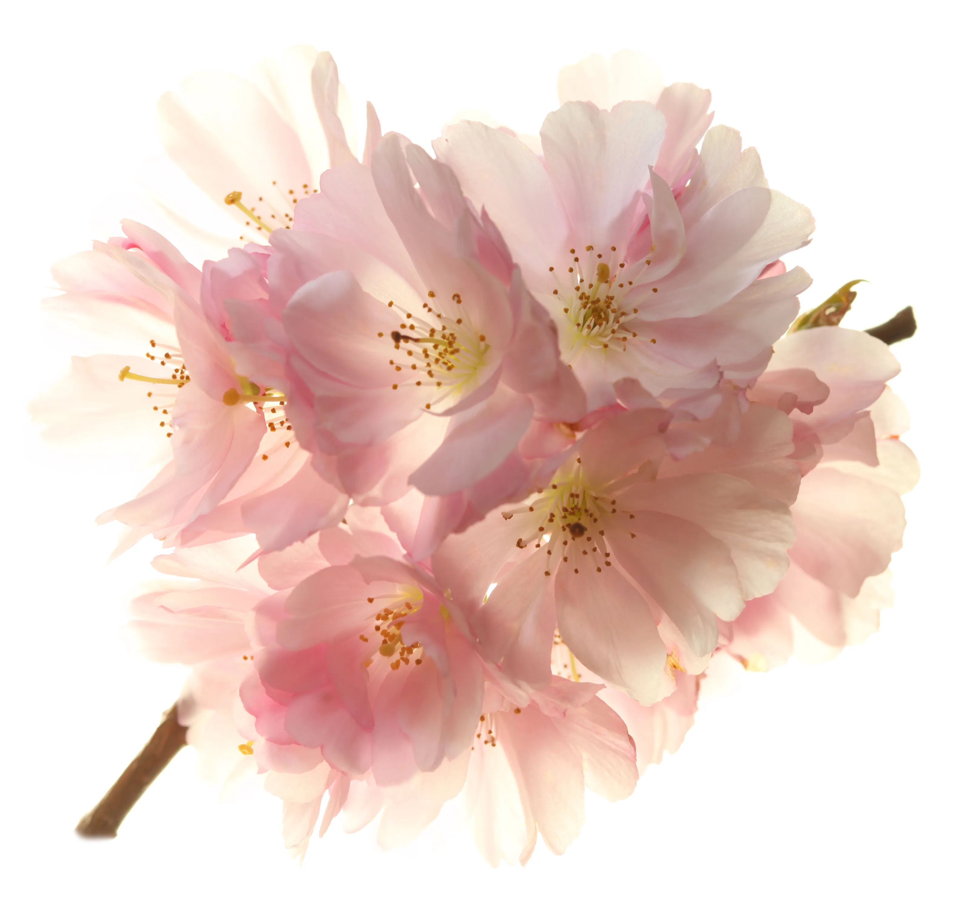 Blossom
