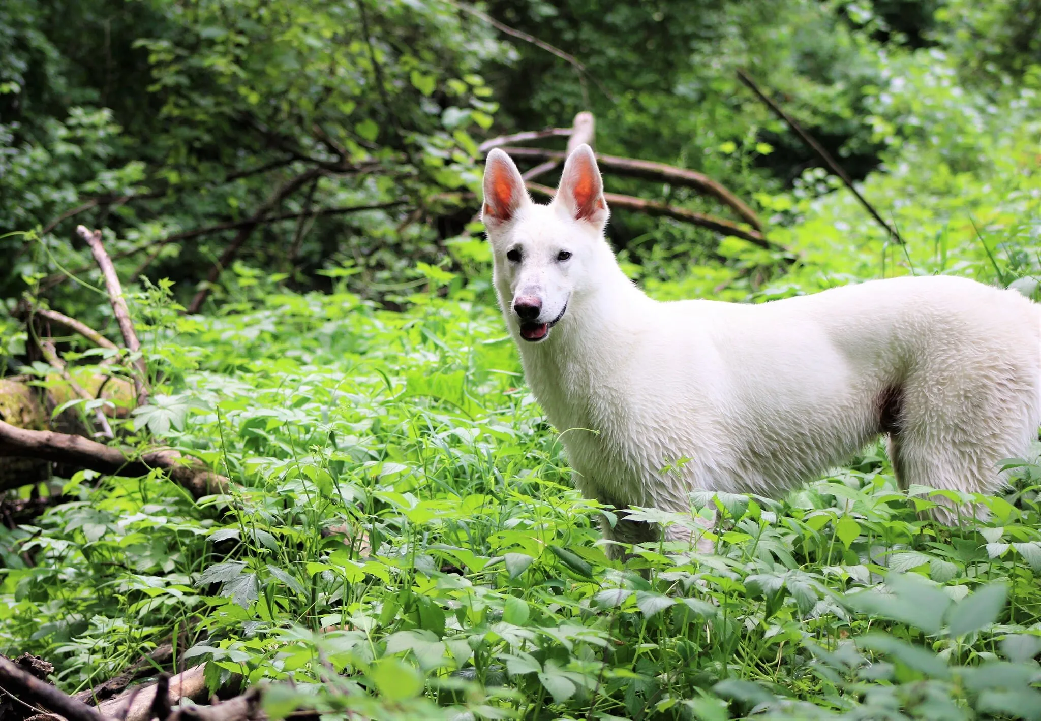Dog in the Woods