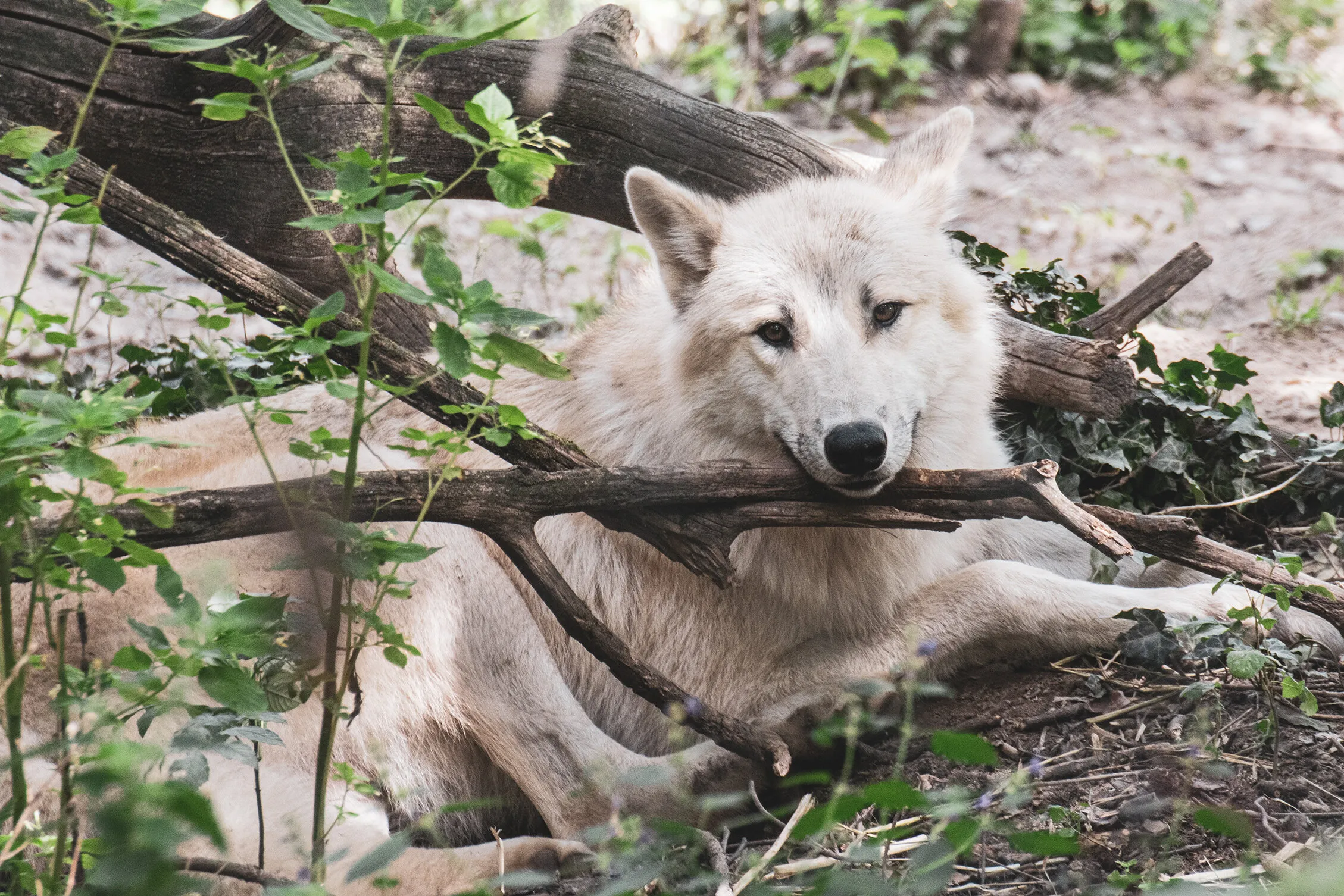 Smirking wolf