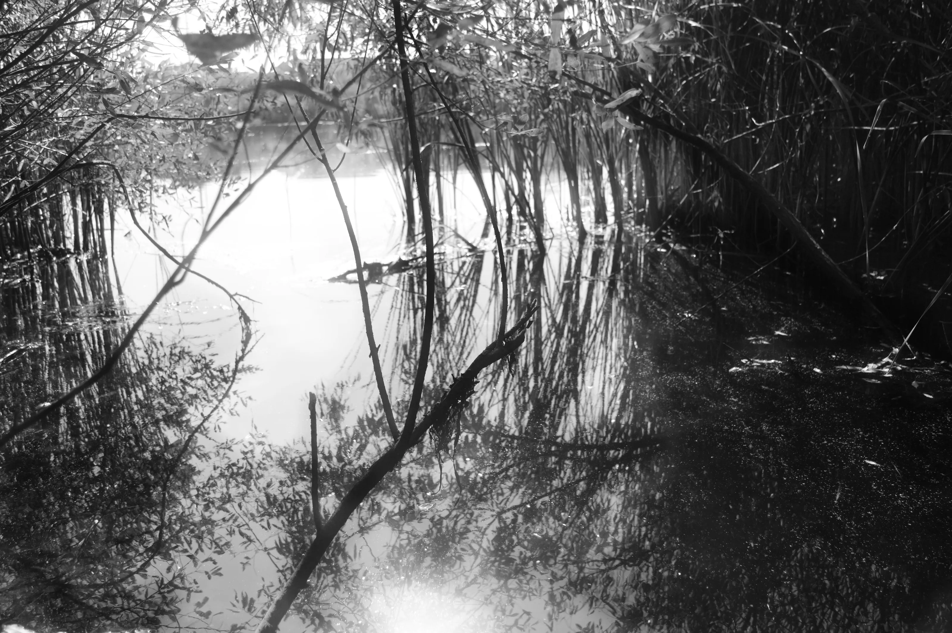 Reflection in the Water