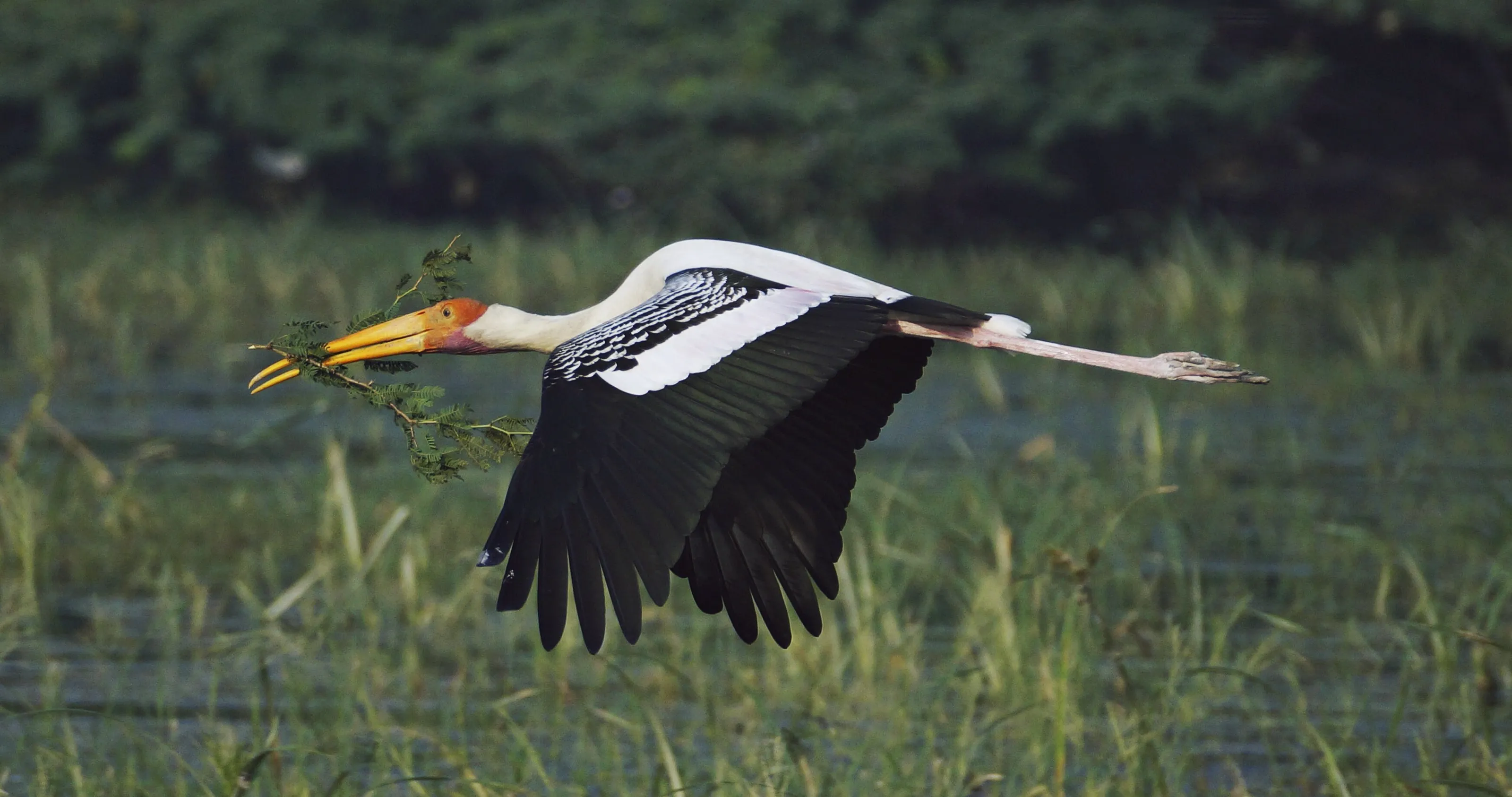 Flight of the painted stork