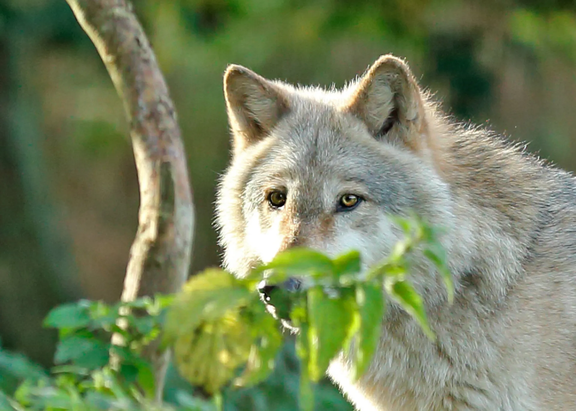 European wolf.