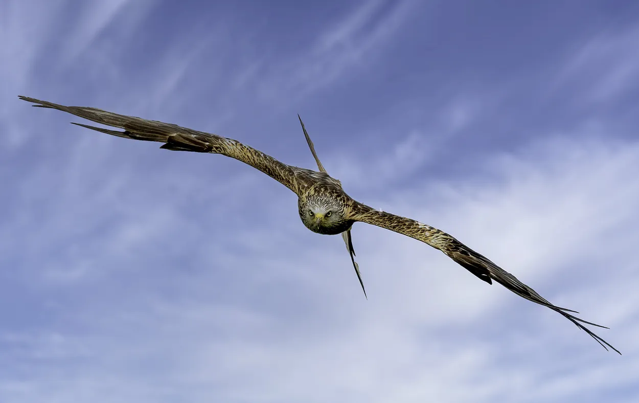 Entry 9934331