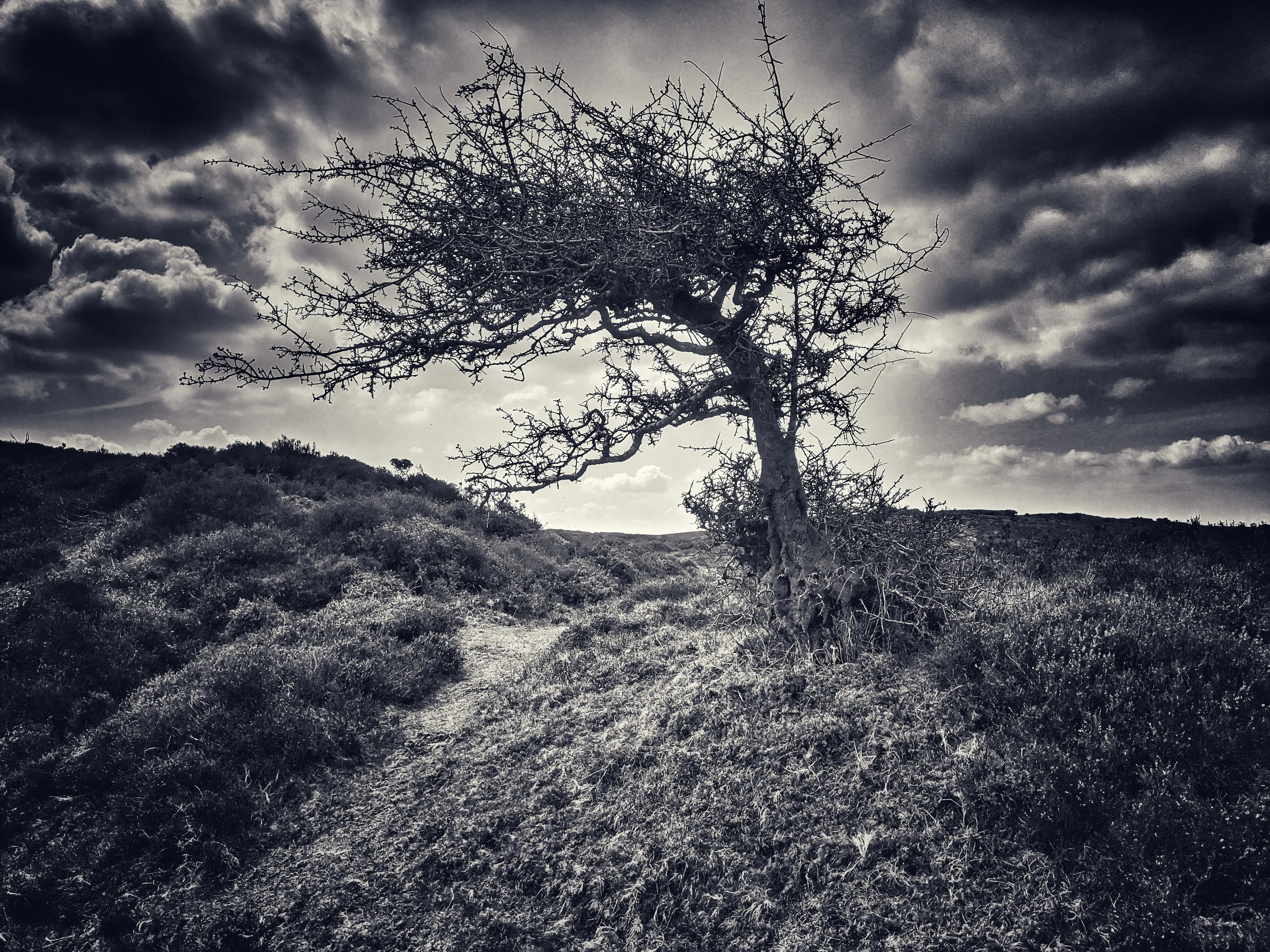 Lonely Dartmoor