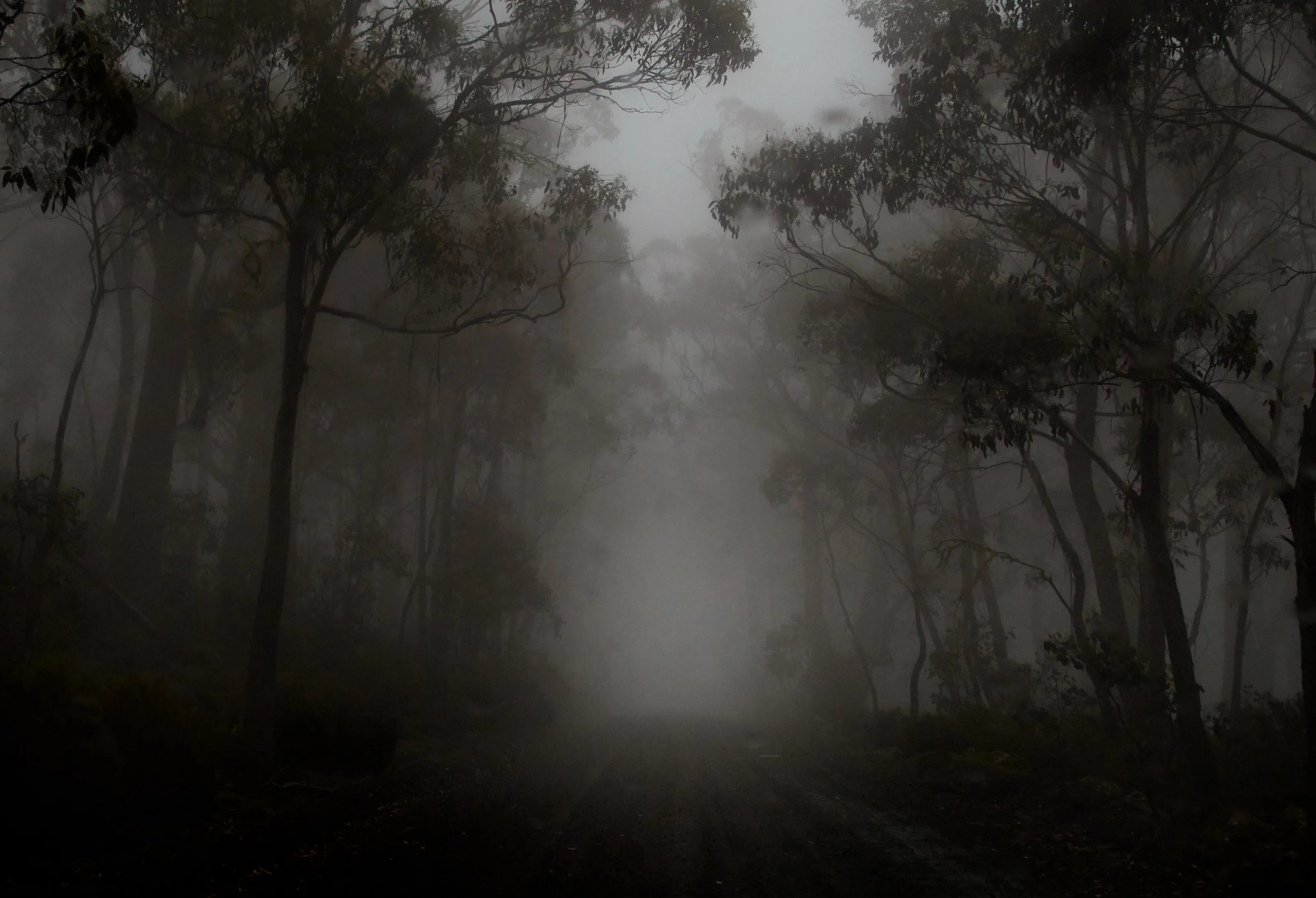 Fog in Tasmania