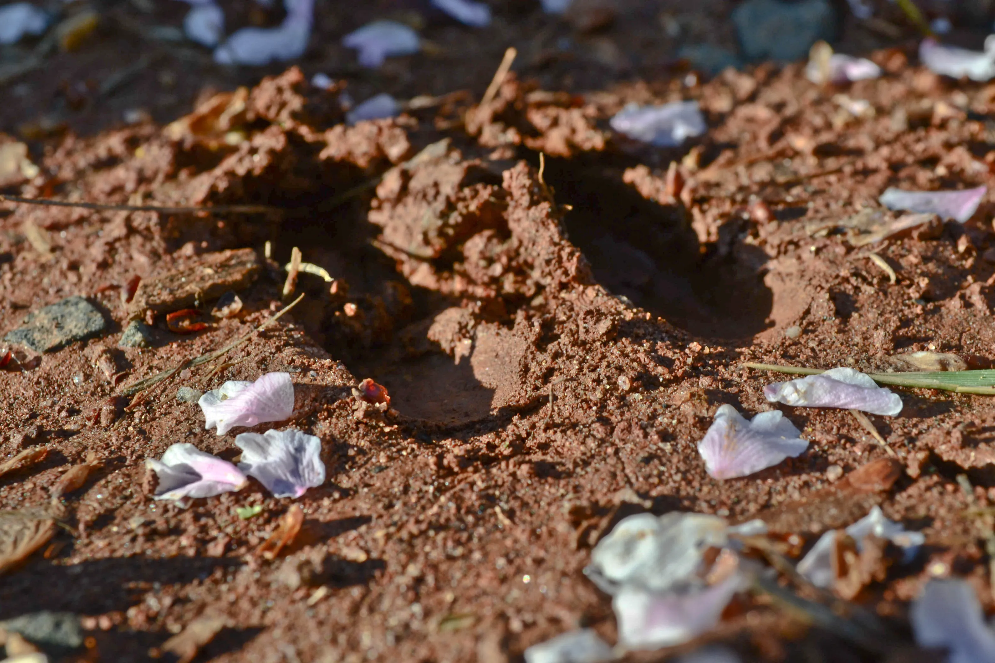 Tracks of Spring