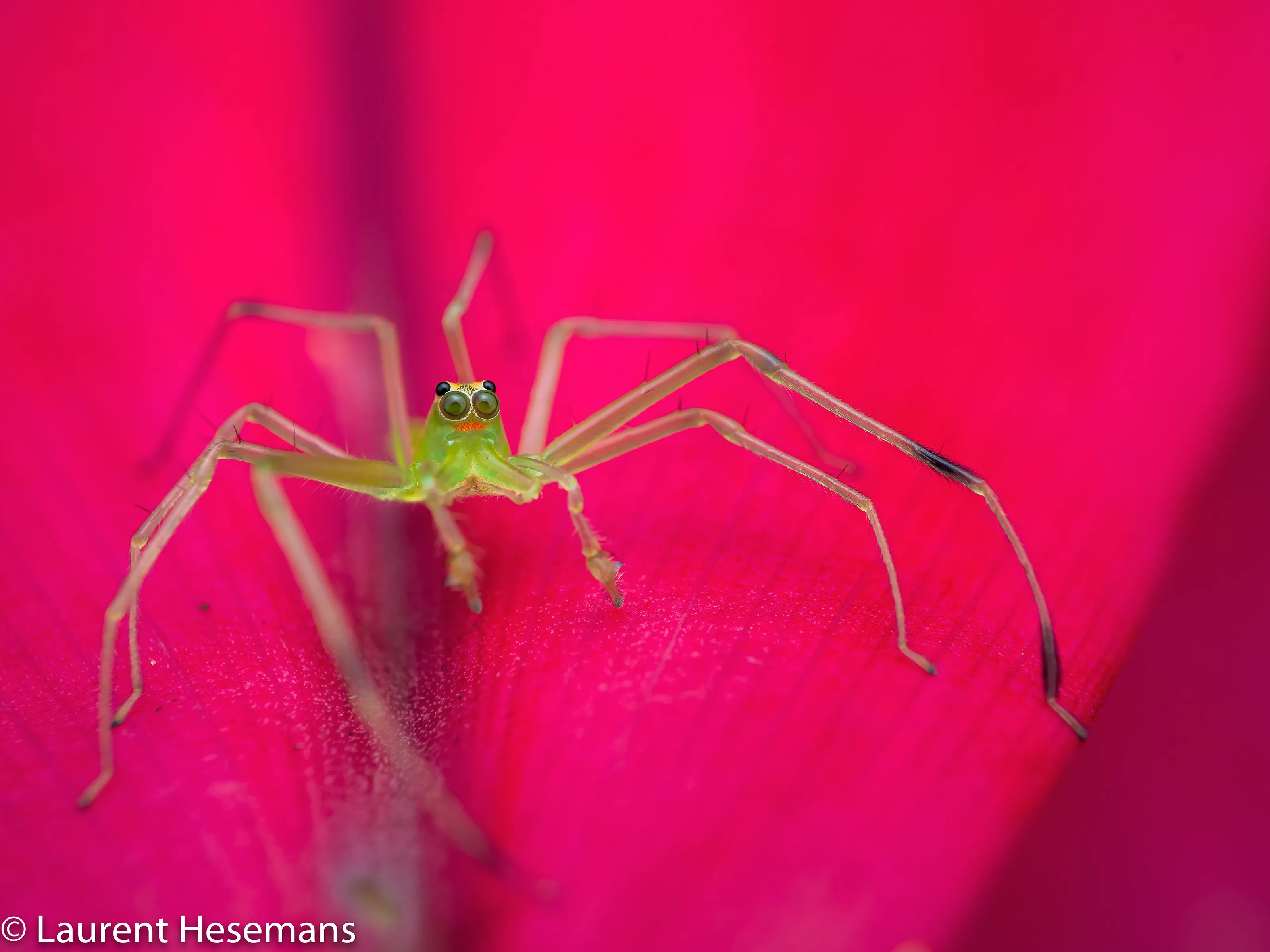 Jumping spider