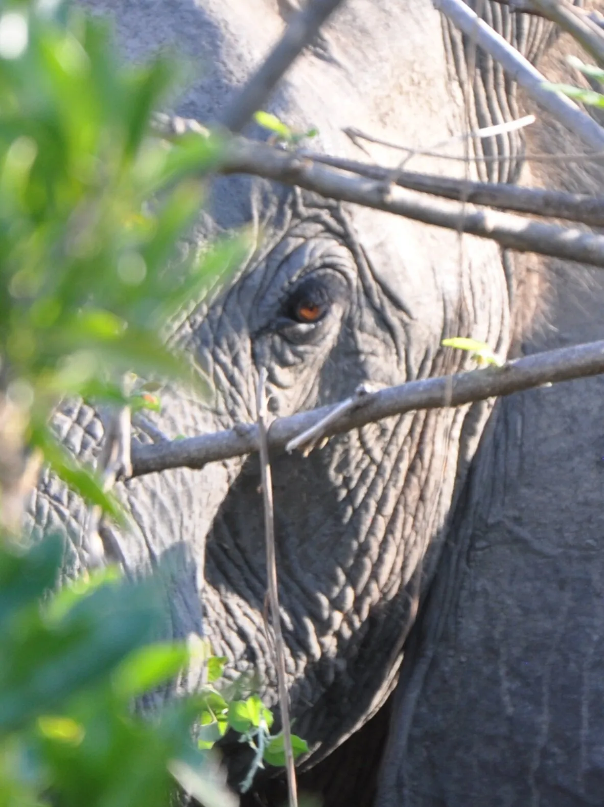 Elephant ambush.  Malawi