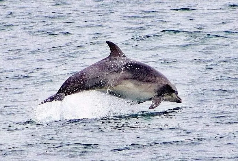 Dolphin