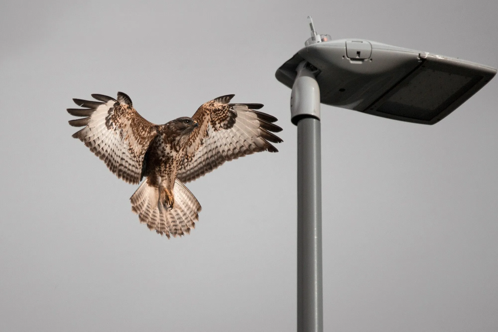 Urban Buzzard