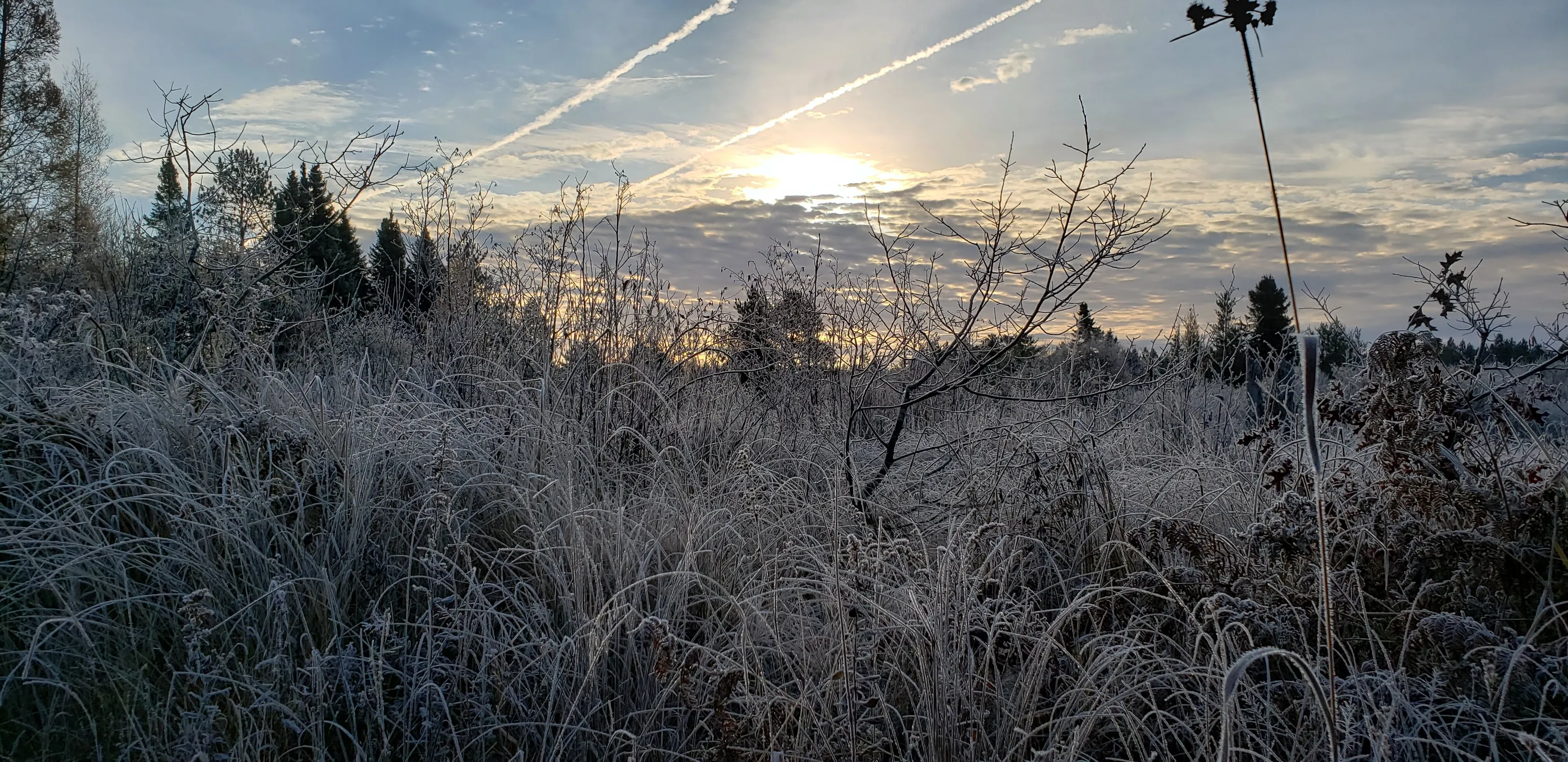 Frosty morning