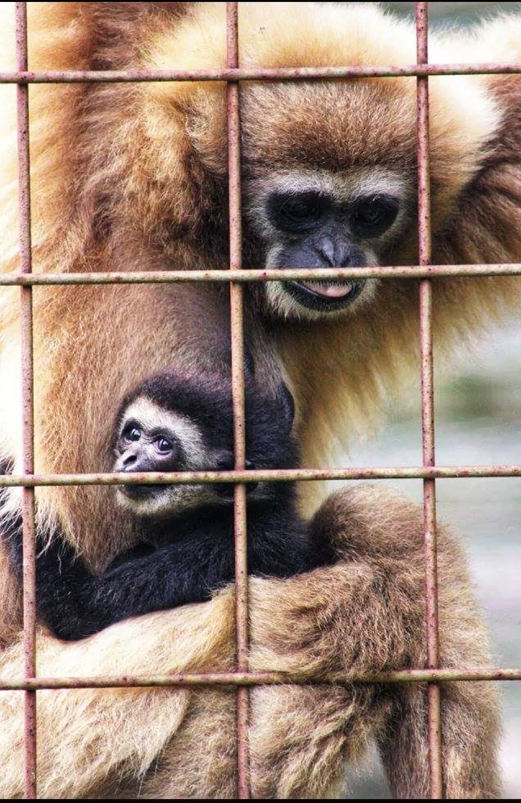 Family behind Fences