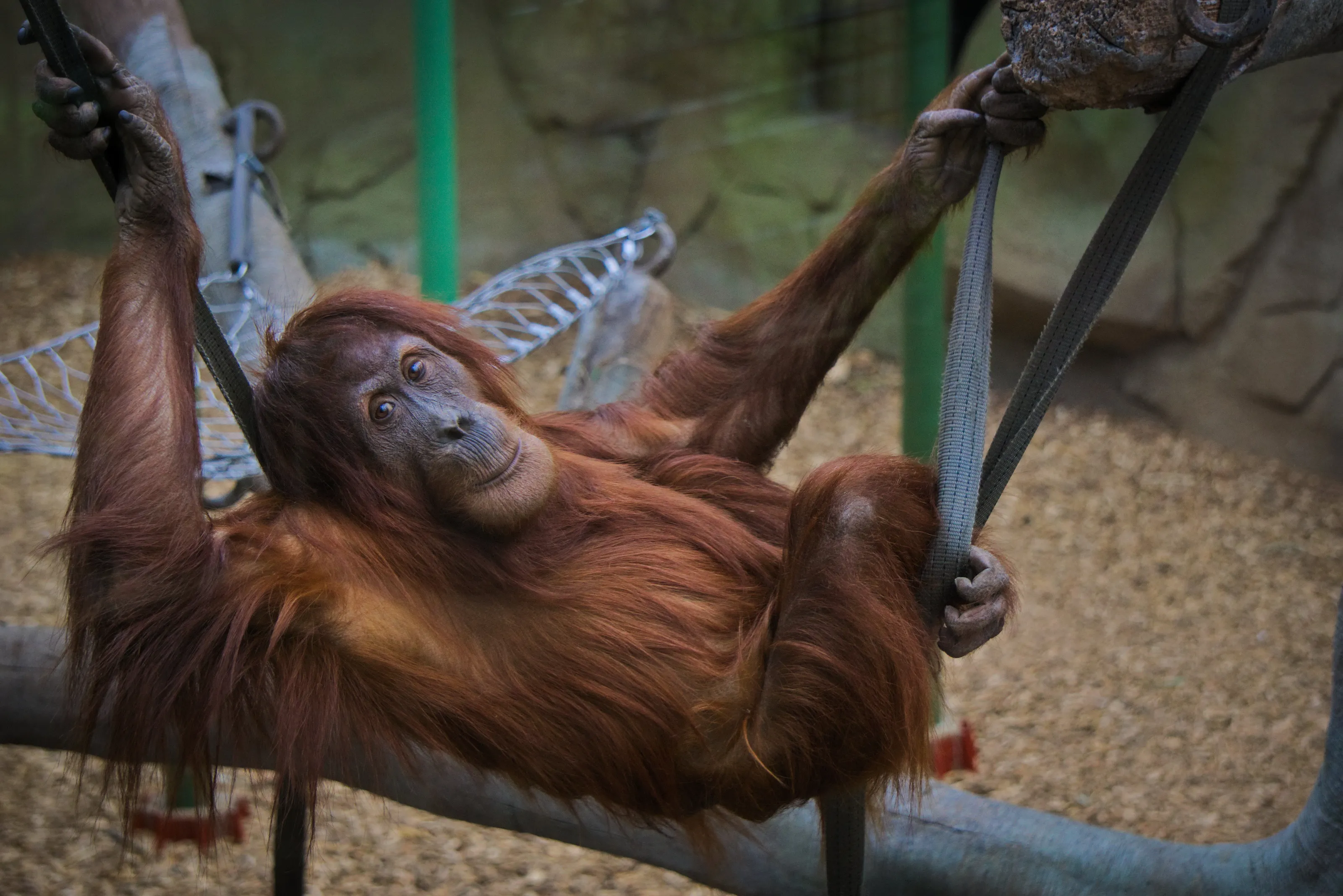 Orangutan