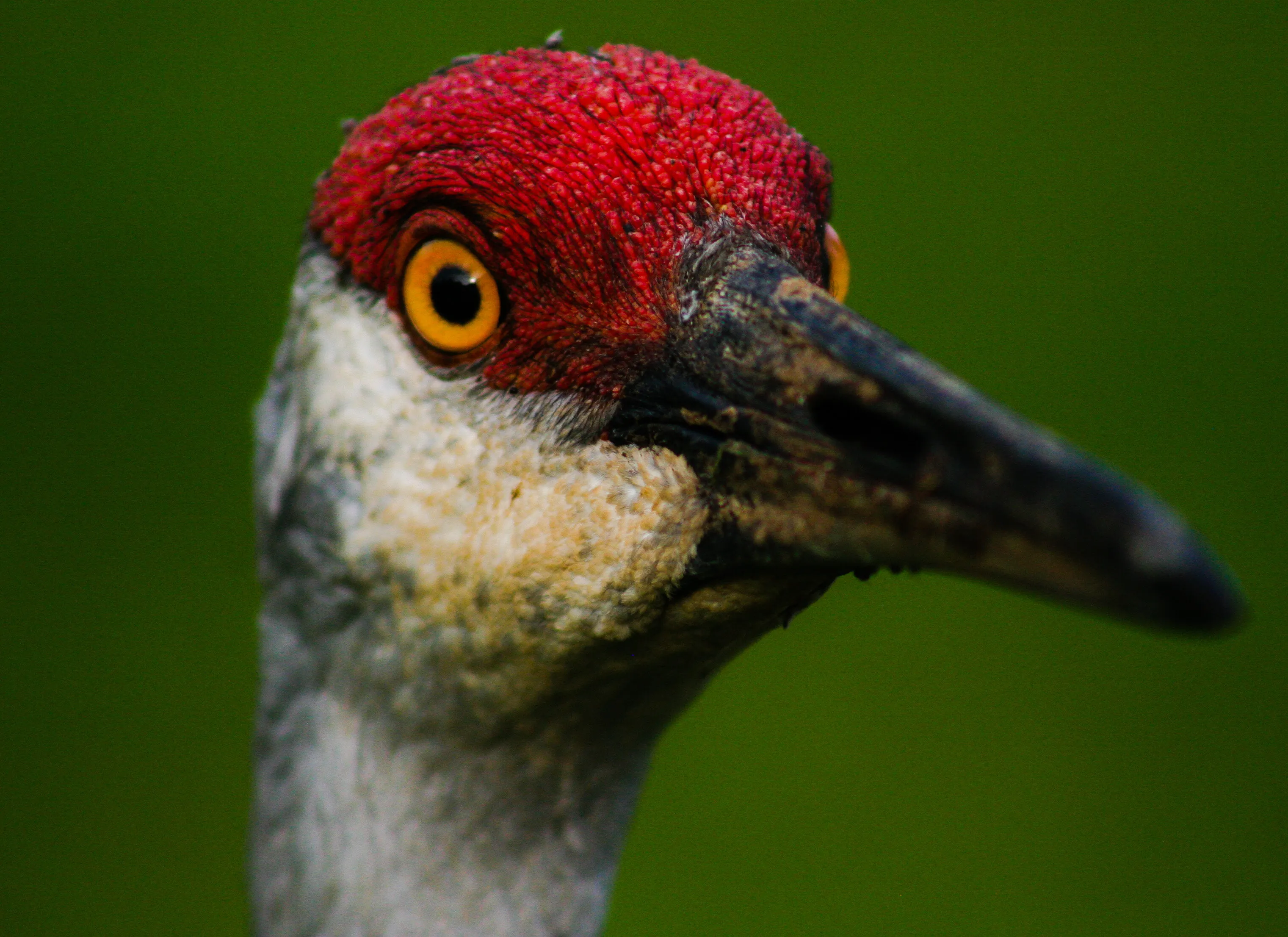 Sandhill crane
