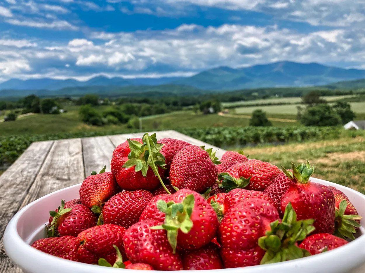 Entry 24696679