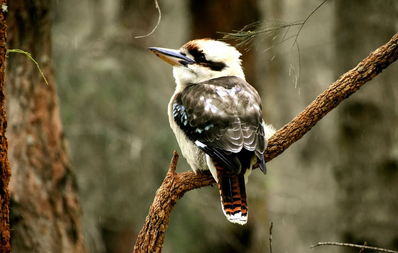Friendly Kookaburra