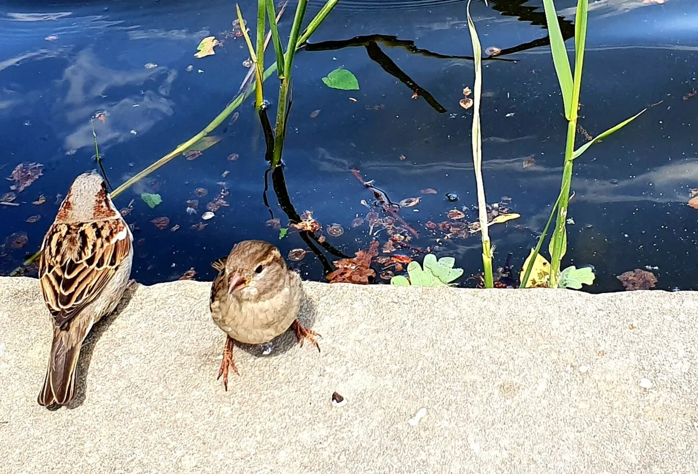 Two spartows at the lakeside